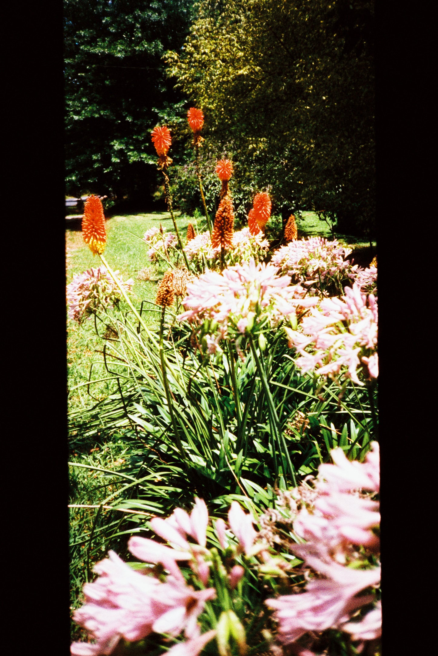 Harman Phoenix (35mm, 36exp.)