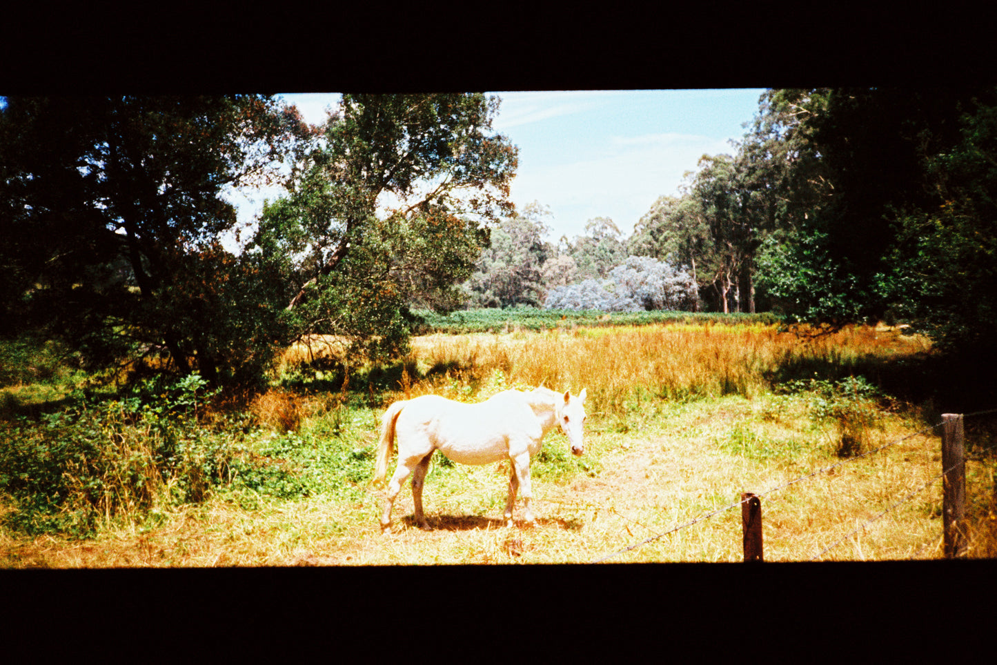 Harman Phoenix (35mm, 36exp.)