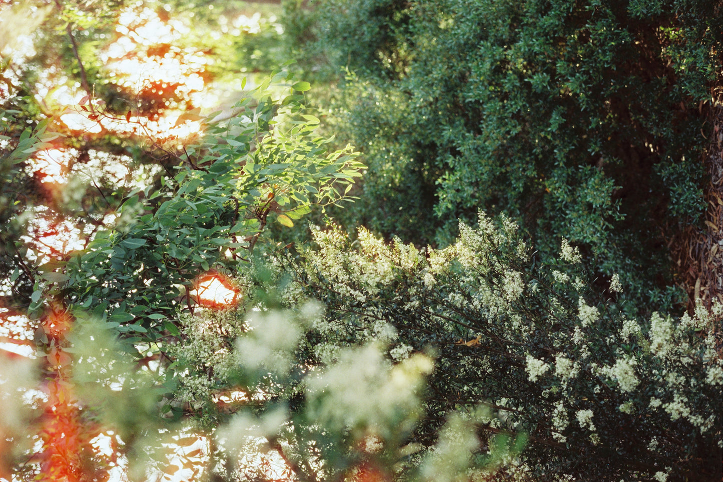 FilmNeverDie SORA 200 Colour Negative Film (35mm, 36 exp.)