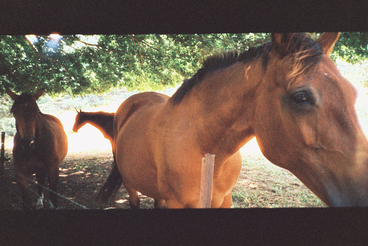 Harman Phoenix (35mm, 36exp.)