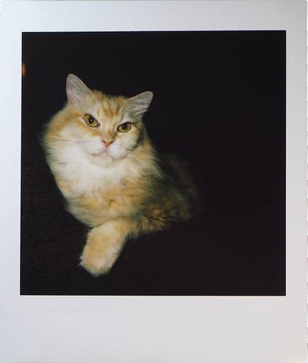Instax Square SQ 1 (Terracotta Orange)