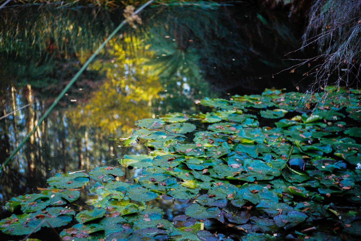 CineStill 400 Dynamic Versatile Colour Negative Film 35mm