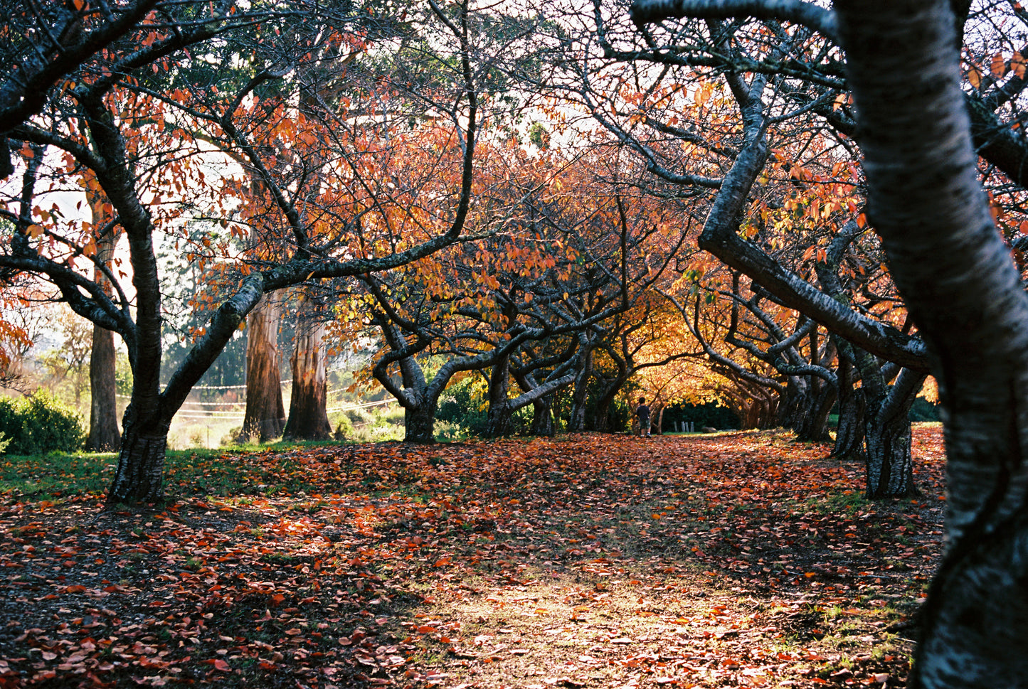 Kodak Ektar 100 Colour Negative Film (35mm, 36 exp.)