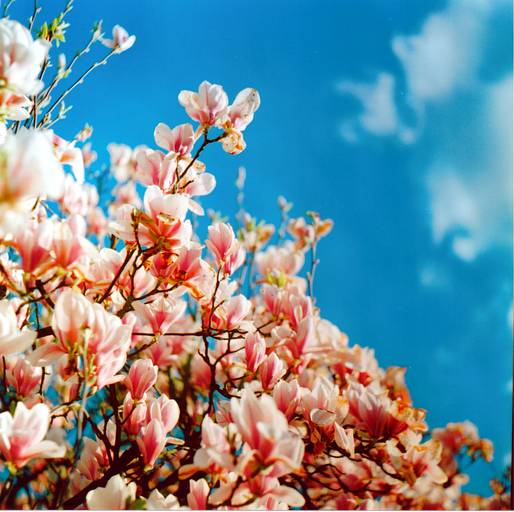 Kodak Gold 200 Colour Negative Film (120)