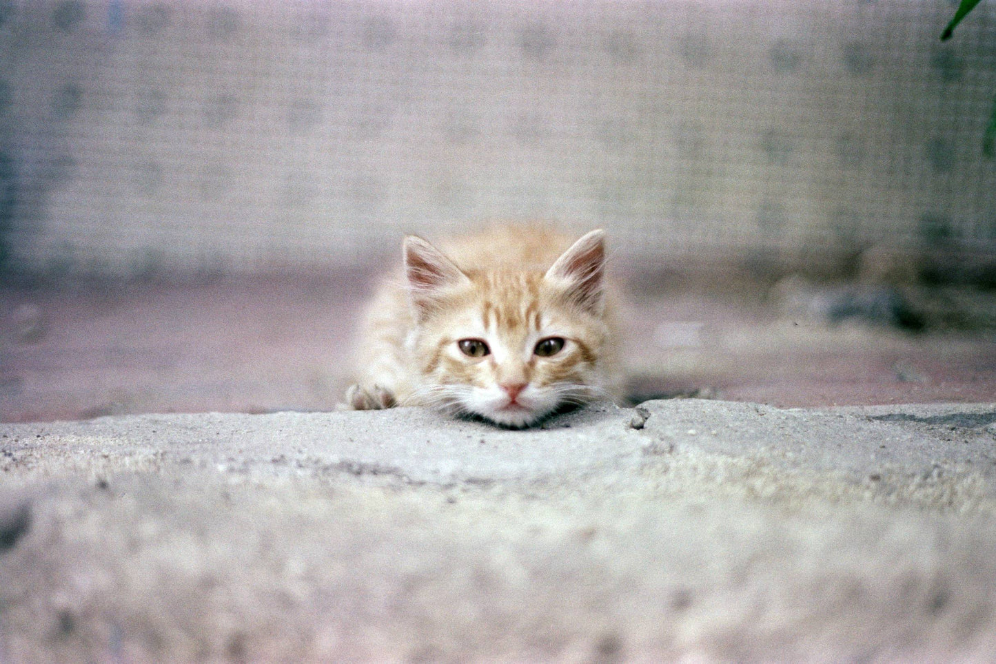 Nikon F-301 SLR Camera with Nikon Series E 50mm f/1.8 lens