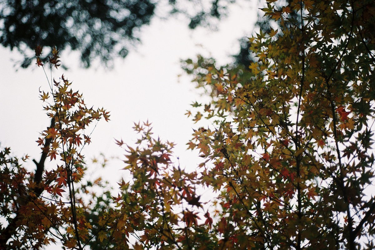 FilmNeverDie KIRO 400 (35mm 27 exp.) - Pre-Order