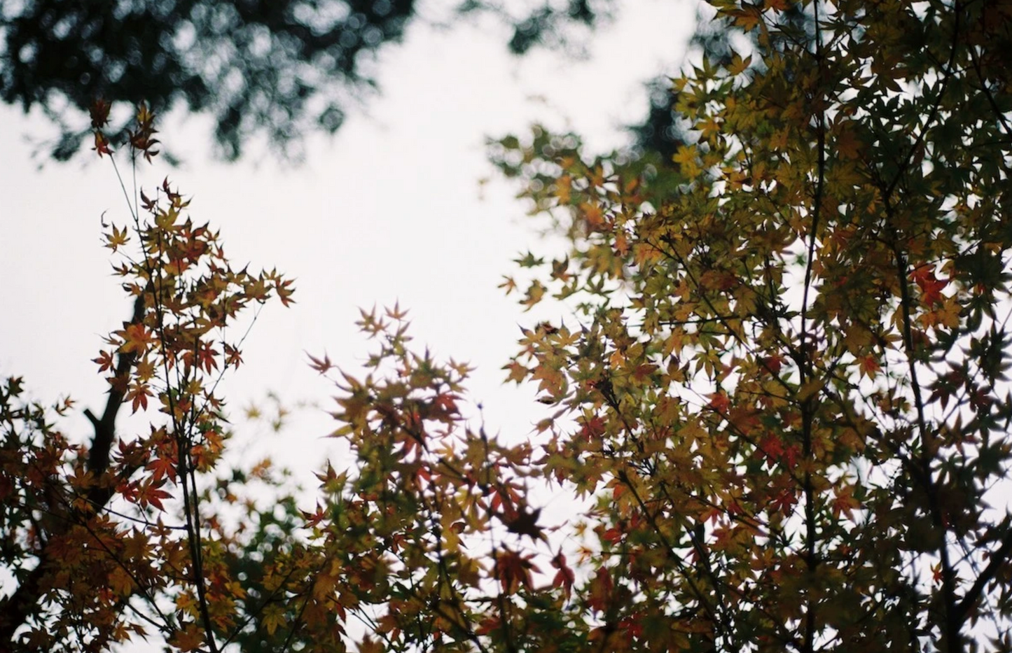 FilmNeverDie KIRO 400 (35mm 27 exp.) - Pre-Order