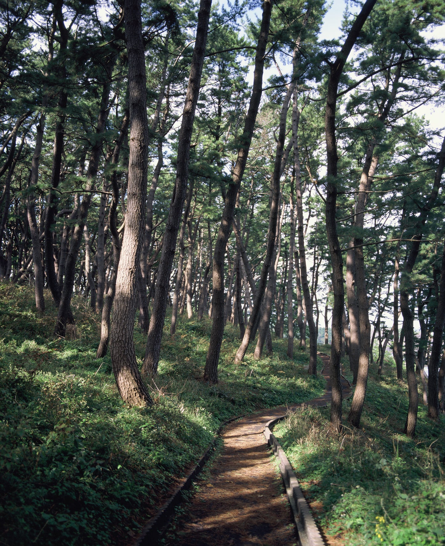 Kodak Ektachrome E100 Colour Positive Film (120)