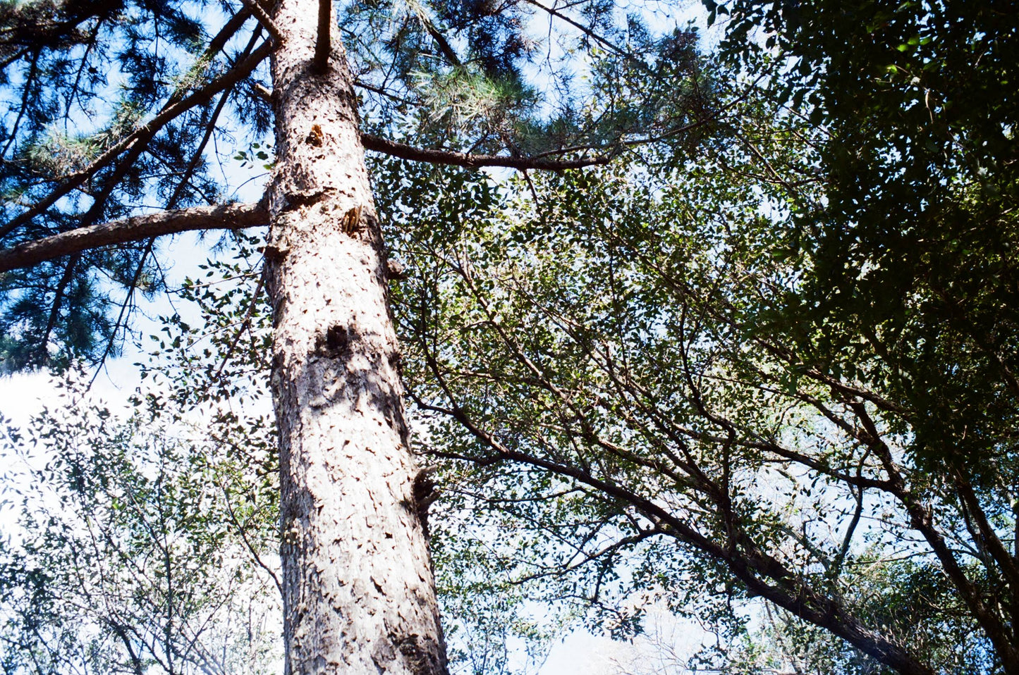 Olympus AZ-330 SuperZoom 35mm Point & Shoot Camera - 1373056