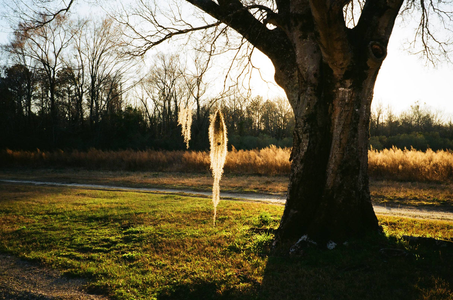 Nikon Lite Touch Zoom 105 AF 35mm Point & Shoot Camera with 38-105mm - 6010543