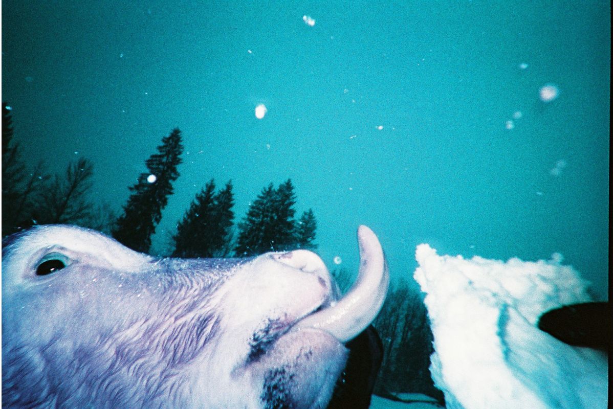 Simple Use Reloadable Film Camera LomoChrome Purple