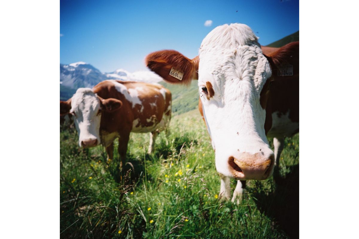 Lomography Color Negative 120 Film ISO 100