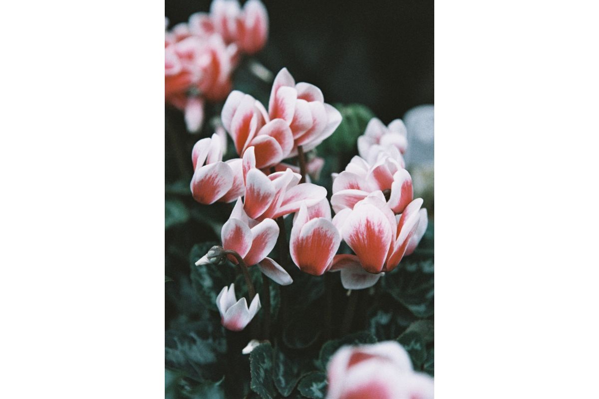 LomoChrome Color ’92 120 Film ISO 400