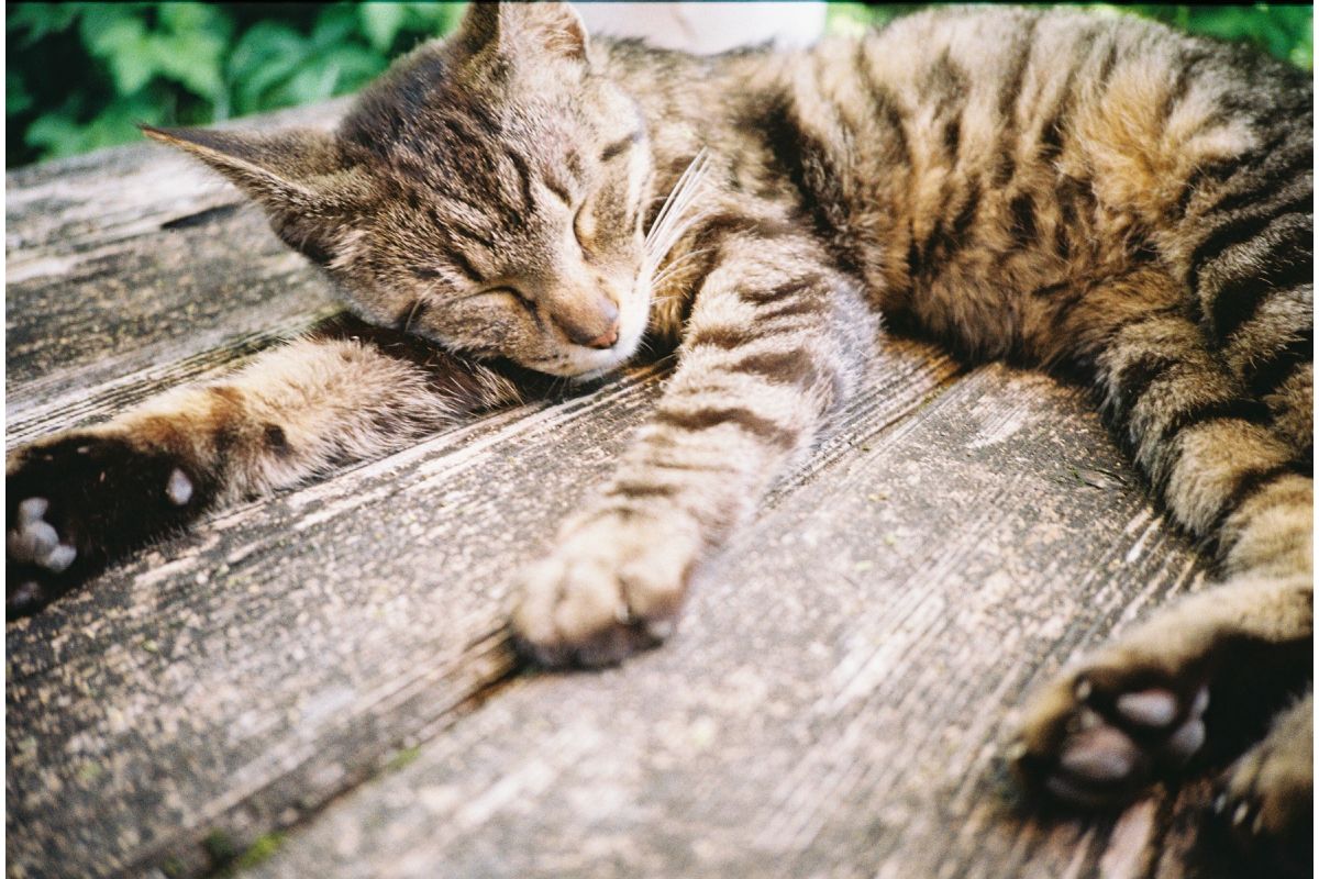 Lomo MC-A — Modern Build, Old-School Soul - Pre-Order - ETA Jan 2026