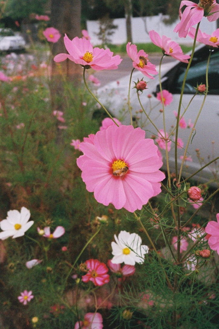 FilmNeverDie Nana Camera 35mm + 4 Rolls of Film