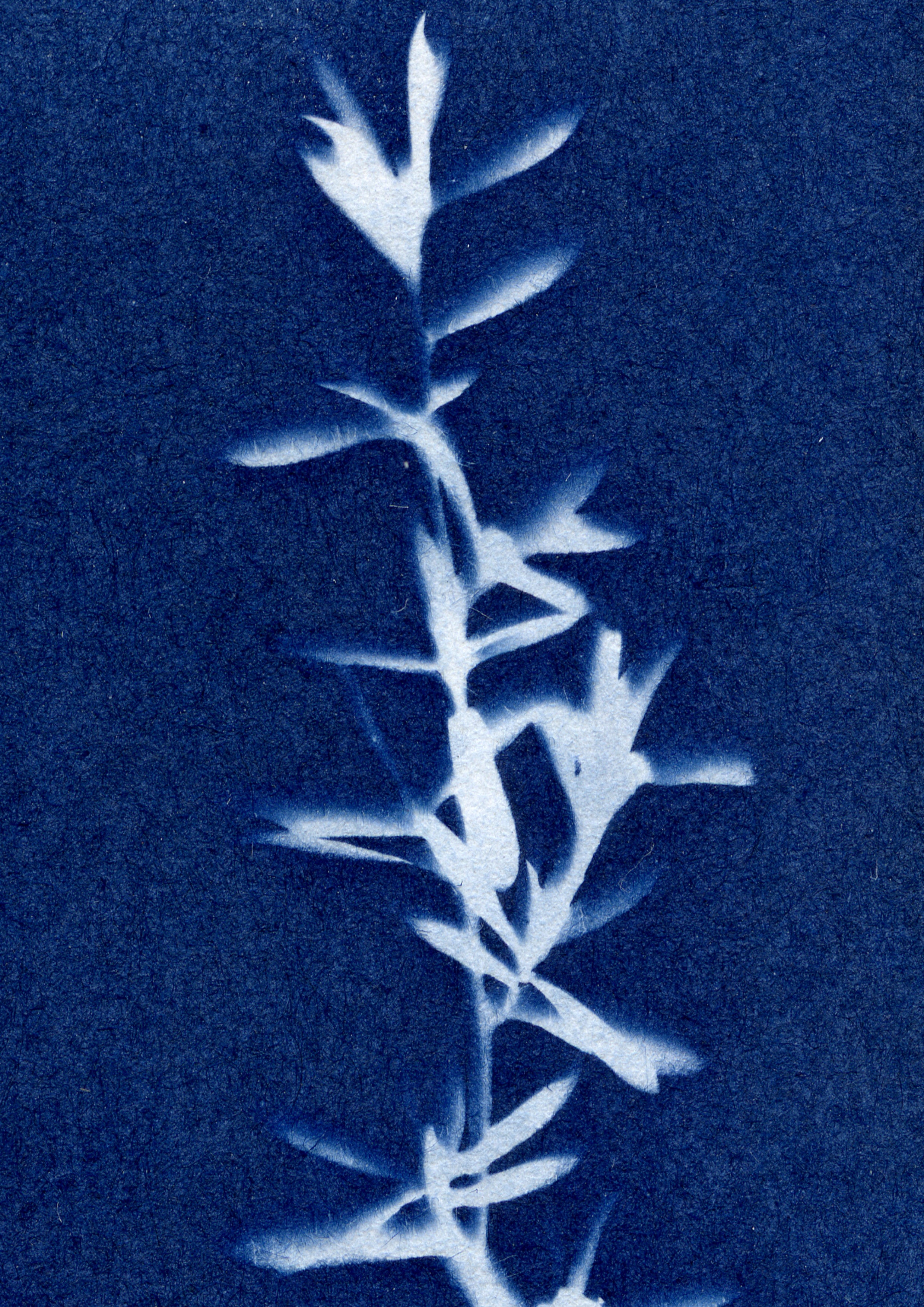 Blueprints & Light: Cyanotype Printing Workshop - 2 Hours – FilmNeverDie