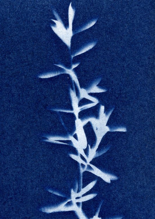 Blueprints & Light: Cyanotype Printing Workshop - 2 Hours