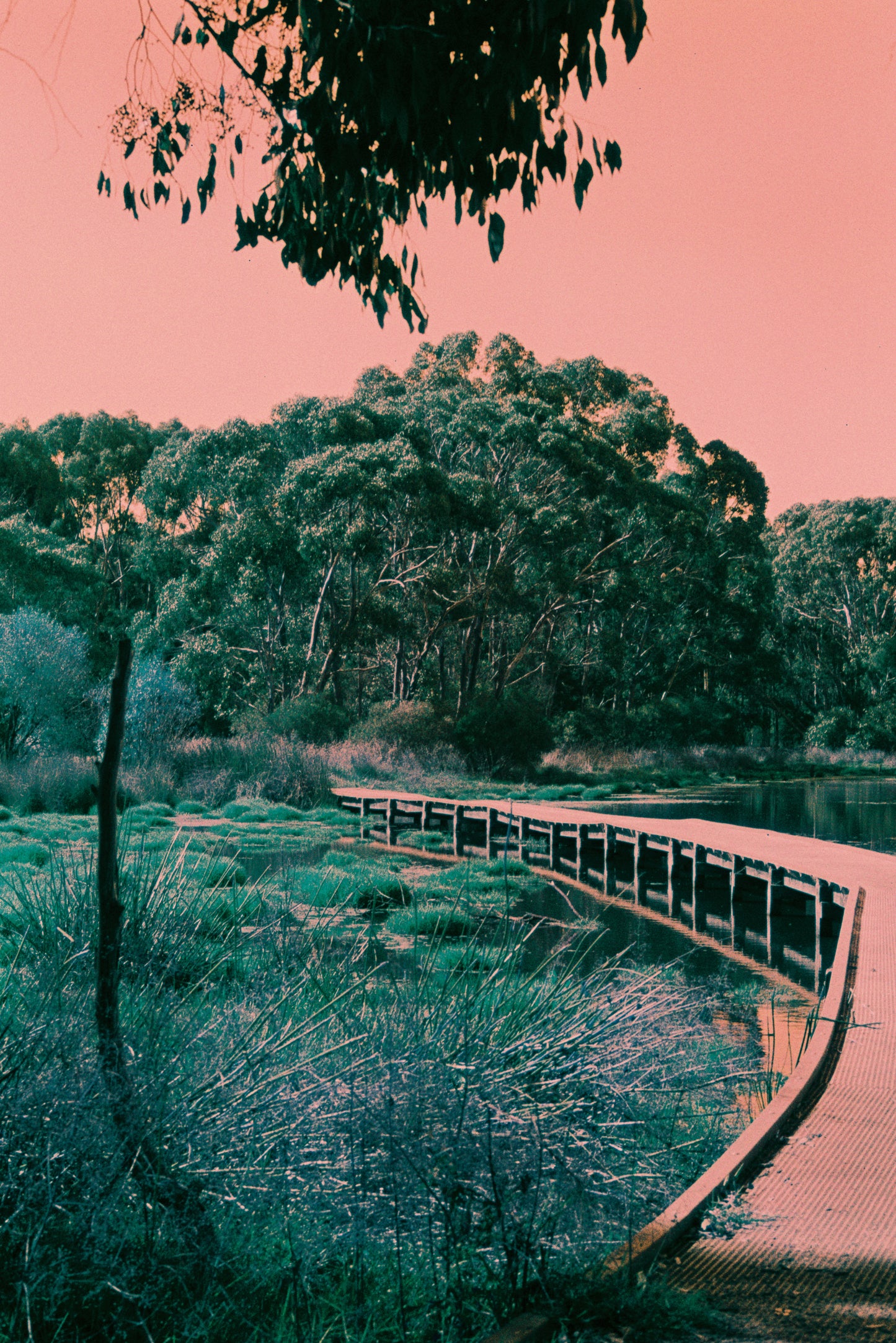 Harman Switch Azure 125 Colour Negative Film (35mm, 36exp.)