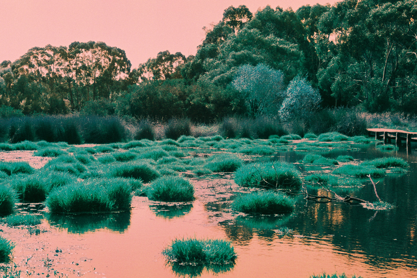 Harman Switch Azure 125 Colour Negative Film (35mm, 36exp.)