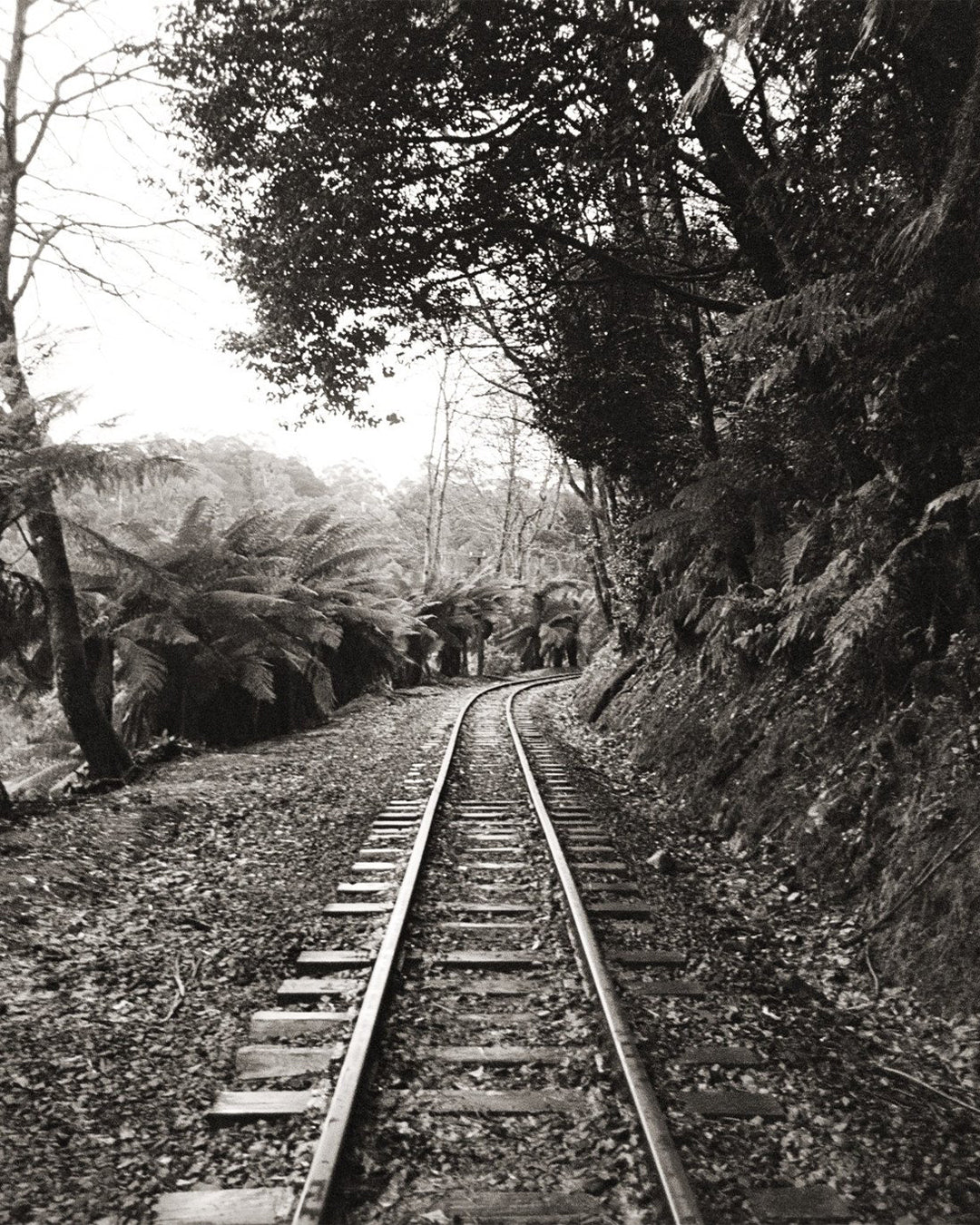 Ilford XP2 Super 400 C41 B&W (120)